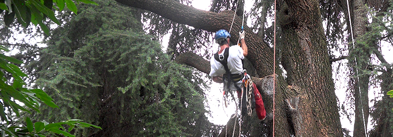 Tree Climbing Bergamo