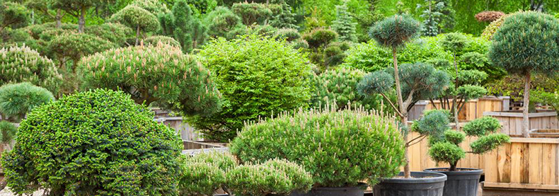 macro bonsai bergamo